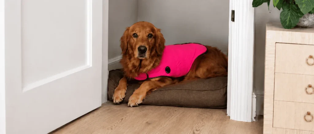 Dog resting calmly in a sound-dampened home setting