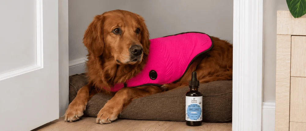 Pink snug compression wrap for calming anxious dogs