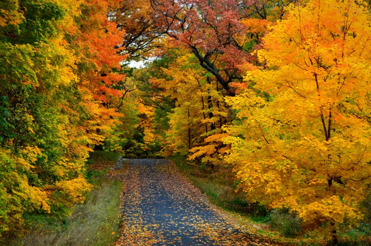 Tree-lined road blanketed in fallen autumn leaves