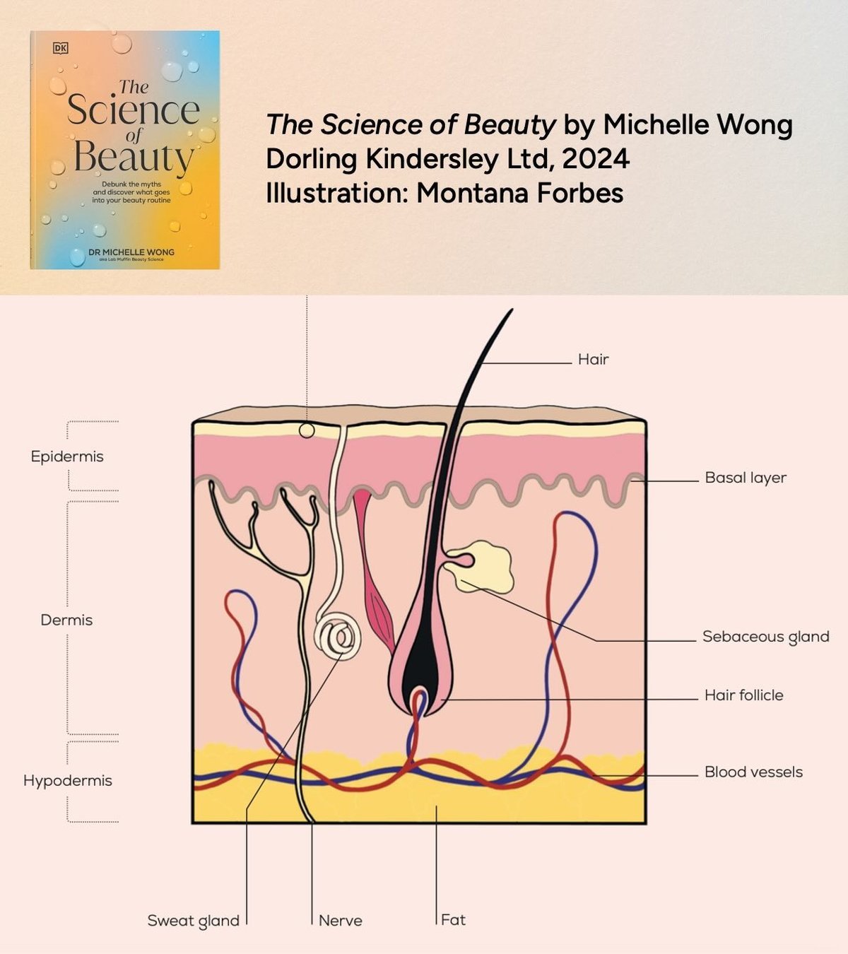Skin cross section showing melanocytes in epidermis